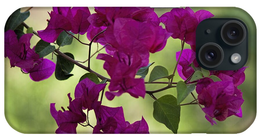 Fred Larson iPhone Case featuring the photograph Bougainvillea by Fred Larson