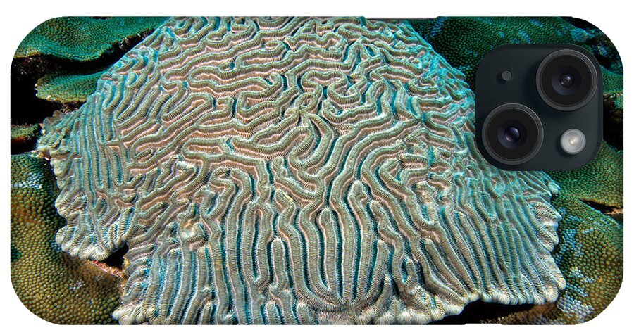 Marine iPhone Case featuring the photograph Boulder Brain Coral And Boulder Star by Andrew J. Martinez