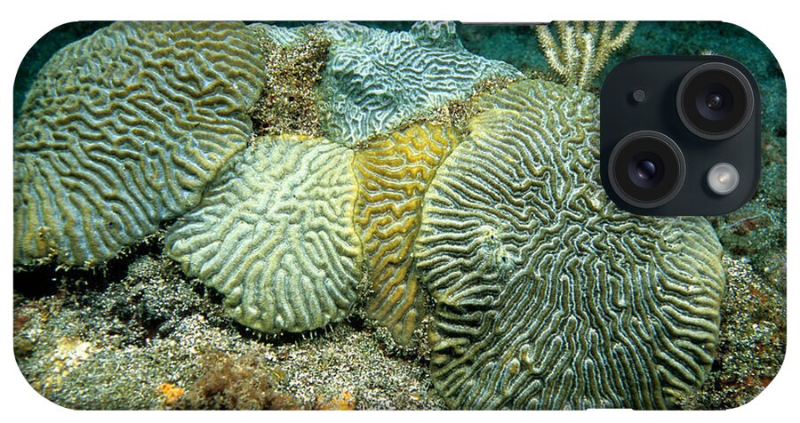 Marine iPhone Case featuring the photograph Brain Corals, Grenada, Caribbean by Andrew J. Martinez