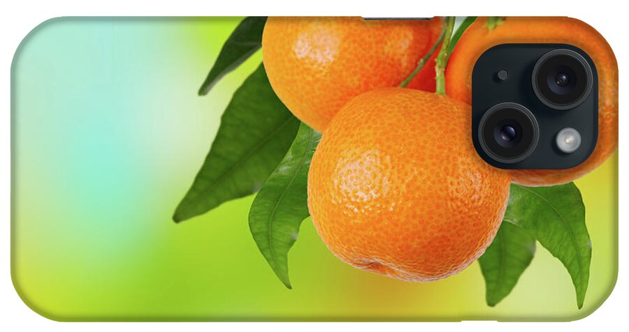 Hanging iPhone Case featuring the photograph Branch Of Tangerines by Sashahaltam