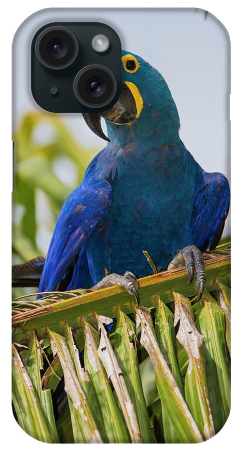 Anodorhynchus Hyacinthinus iPhone Case featuring the photograph Brazil Hyacinth Macaw In The Pantanal by Ralph H. Bendjebar