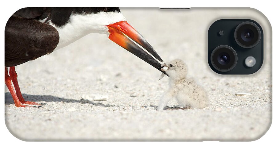 black Skimmers Skimmer iPhone Case featuring the photograph Black Skimmer and chick. by Evelyn Garcia