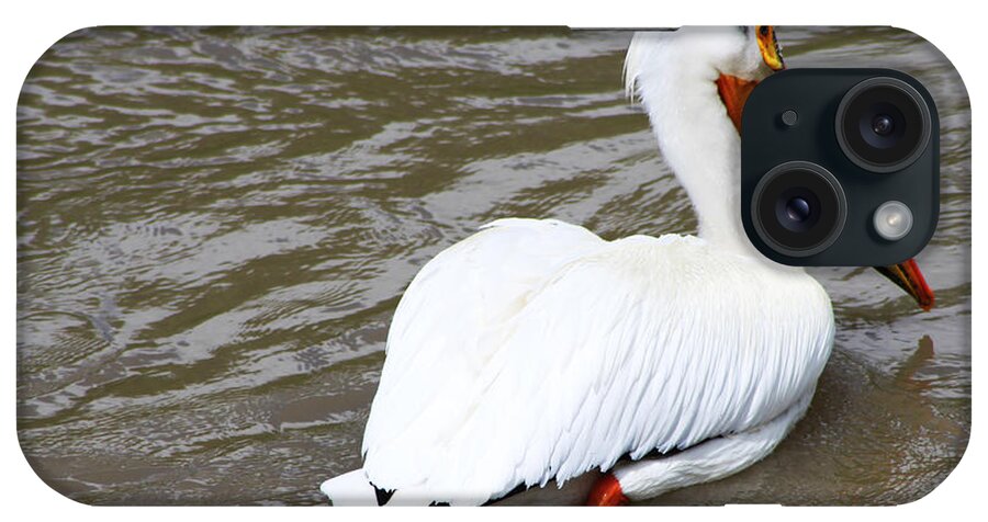 Bird iPhone Case featuring the photograph Breeding Plumage by Alyce Taylor