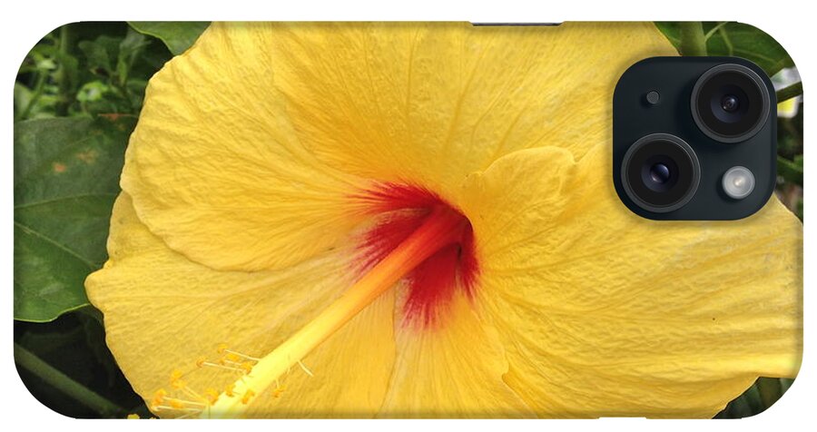 Yellow Flower iPhone Case featuring the photograph Bright and Perky by Barbara Plattenburg