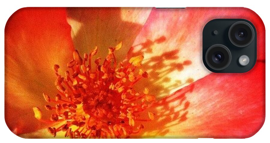 Flower iPhone Case featuring the photograph Brilliant Summer Rose by Anna Porter