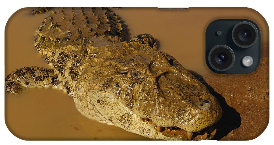 Feb0514 iPhone Case featuring the photograph Broad-snouted Caiman South America by Pete Oxford