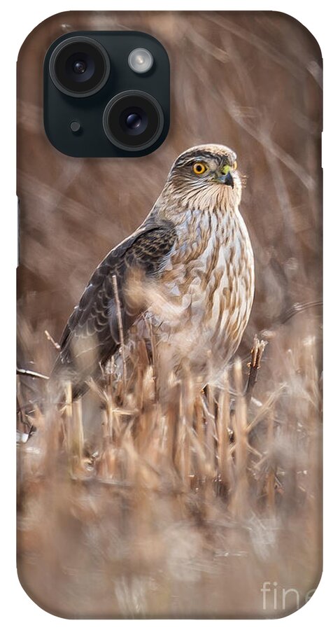 Avian iPhone Case featuring the photograph Broad-winged Hawk by Ronald Lutz