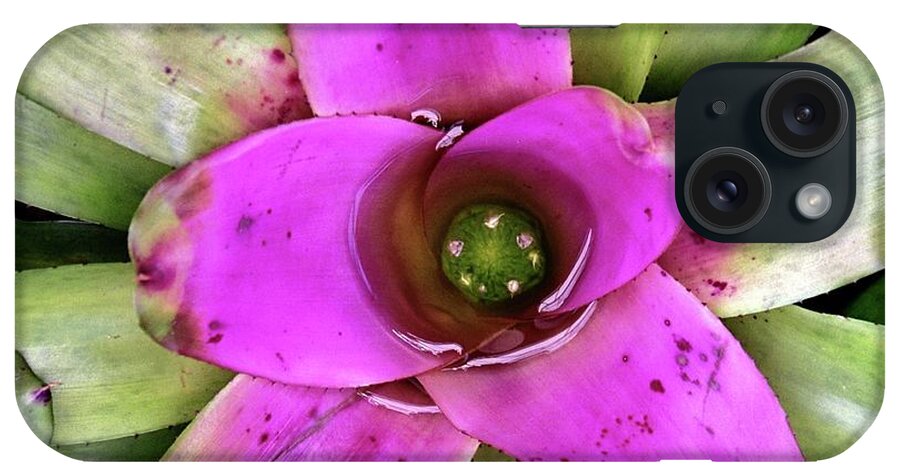 Bromeliad iPhone Case featuring the photograph Bromeliad by Allen Beatty