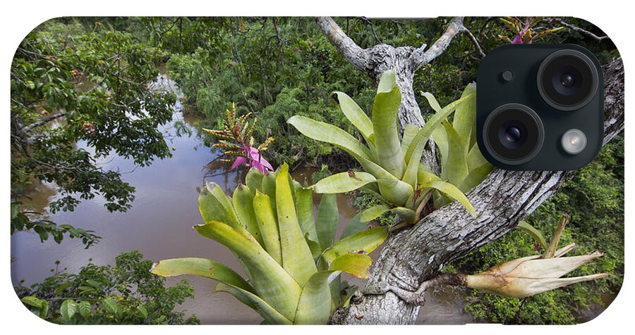 Cyril Ruoso iPhone Case featuring the photograph Bromeliad Pair Flowering Pacaya Samiria by Cyril Ruoso