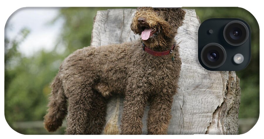 Labradoodle iPhone Case featuring the photograph Brown Labradoodle Standing On Tree Stump by John Daniels