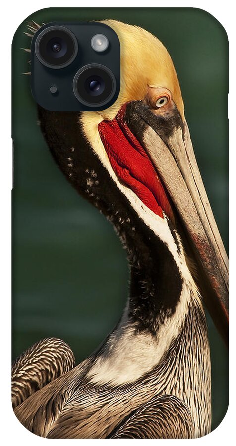 Photography iPhone Case featuring the photograph Brown Pelican Portrait by Lee Kirchhevel