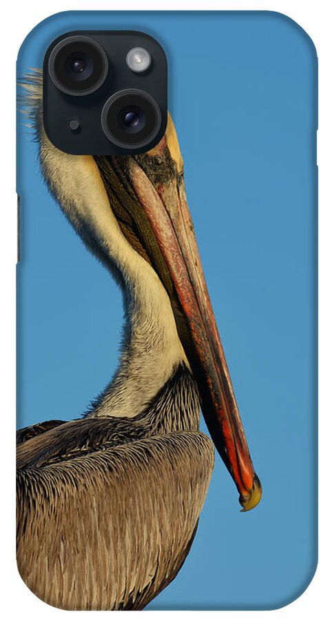 Pelican iPhone Case featuring the photograph Brown Pelican by Susan Moody