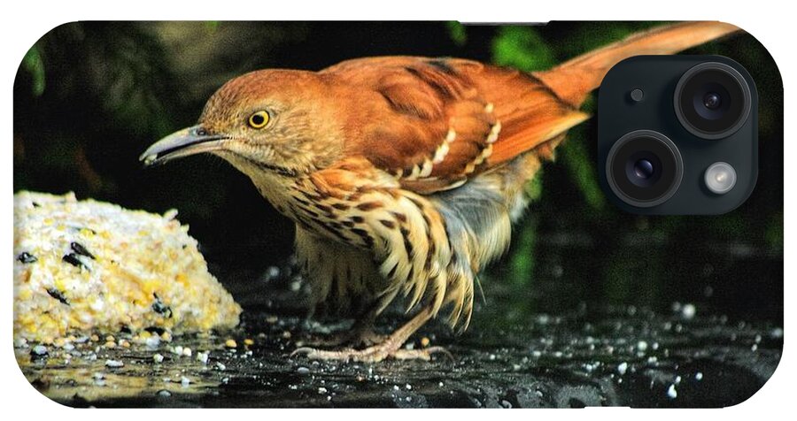 Tozostoma Rufum iPhone Case featuring the photograph Brown Thrasher by Dennis Baswell