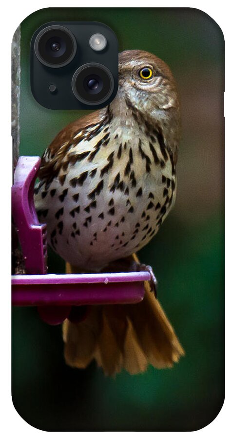 Brown Thrasher iPhone Case featuring the photograph Brown Thrasher - State Bird of Georgia by Robert L Jackson