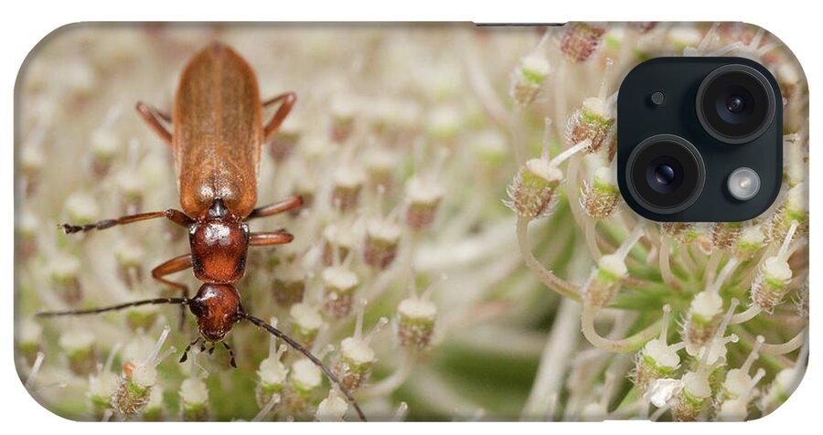 Greece iPhone Case featuring the photograph Browsing Soldier Beetle by Stavros Markopoulos