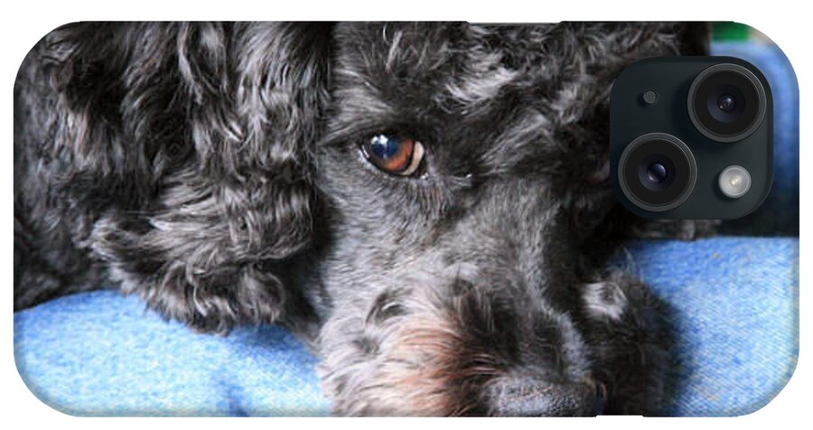Dog iPhone Case featuring the photograph Buddy Owen 1  and a reminder to utter the words Thank You. by Raenell Ochampaugh