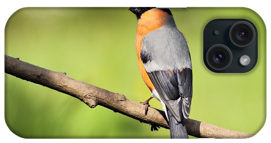 Bird iPhone Case featuring the photograph Bullfinch by Grant Glendinning