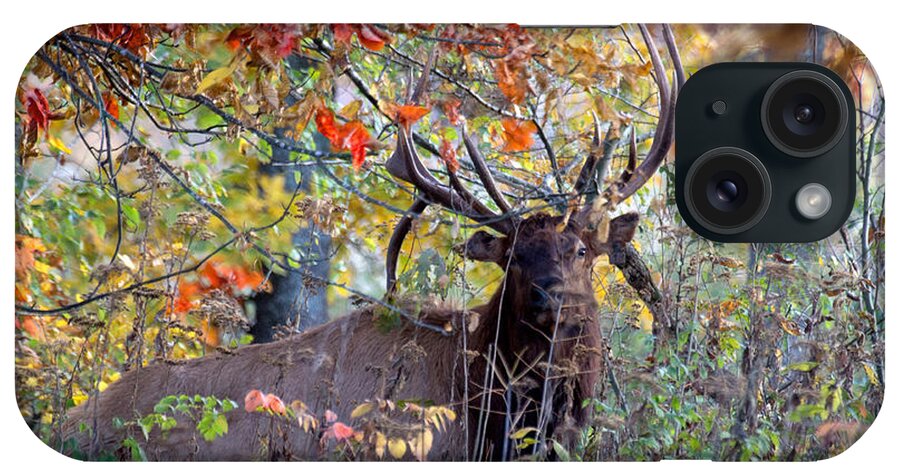 Bull Elk iPhone Case featuring the photograph Bulls Up Close by Robert Camp