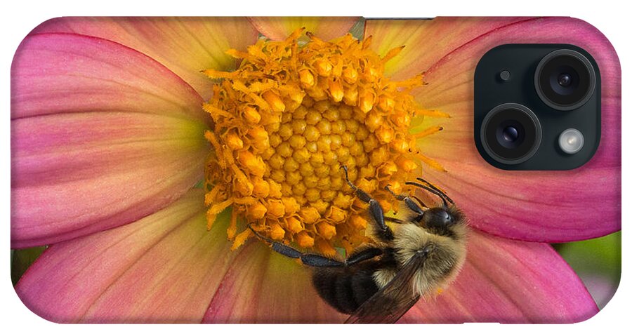 Minnesota Landscape Arboretum iPhone Case featuring the photograph Bumble Bee Dahlia by Joan Wallner
