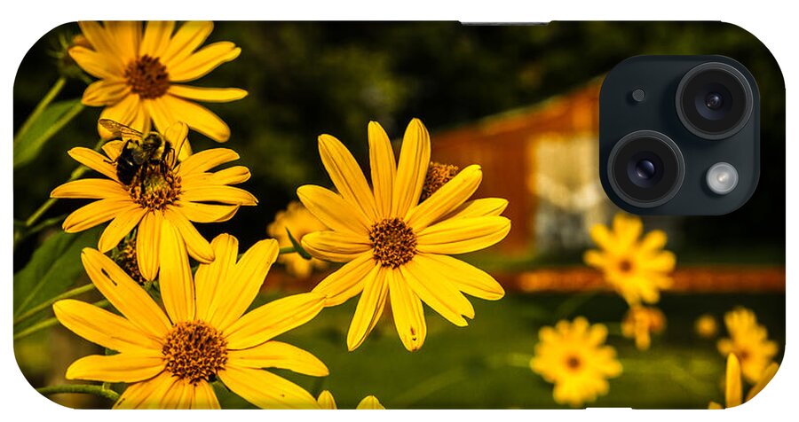 Barn iPhone Case featuring the photograph Bumble Bee on a Western Sunflower by Ron Pate