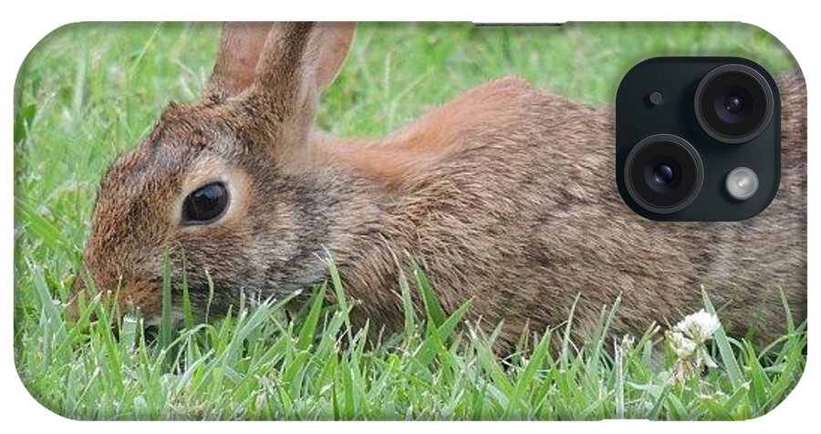 Bigrobbphotos iPhone Case featuring the photograph #bunny #rabbit #ears #bigears #nature by Robb Needham