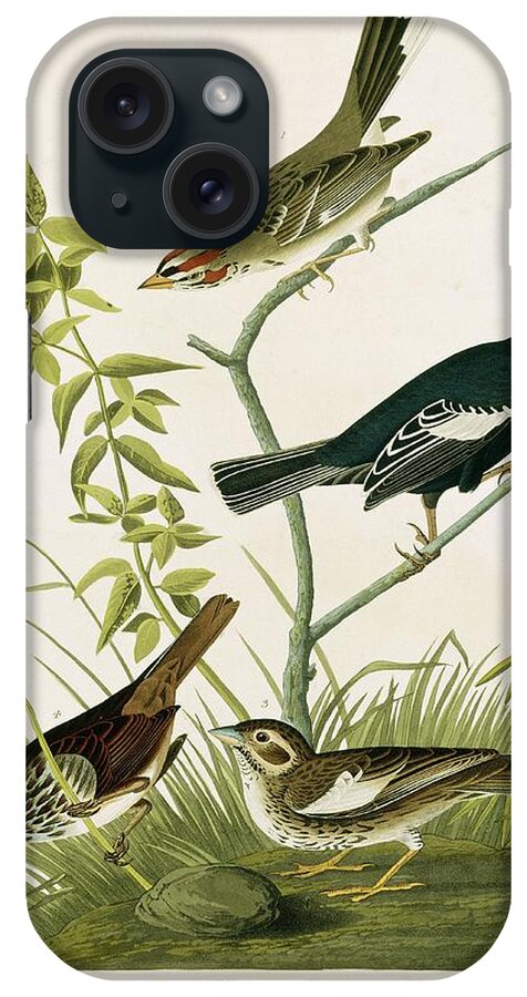 Illustration iPhone Case featuring the photograph Bunting And Sparrows by Natural History Museum, London/science Photo Library