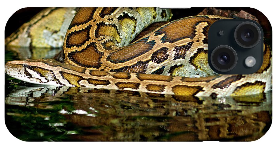 Burmese Python iPhone Case featuring the photograph Burmese Python, Python Molurus by David Northcott