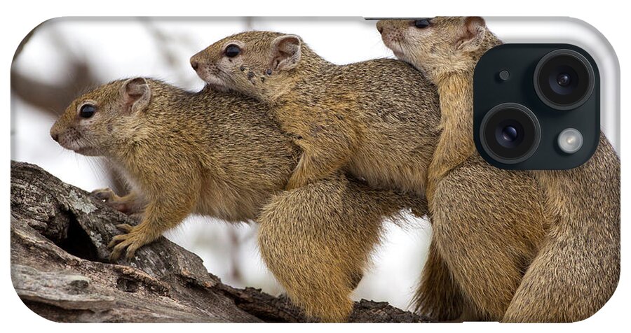 Smith's Bush Squirrel iPhone Case featuring the photograph Bush Squirrels by Max Waugh