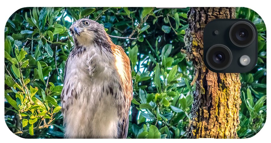 Alert iPhone Case featuring the photograph Buteo jamaicensis on Quercus virginiana by Traveler's Pics