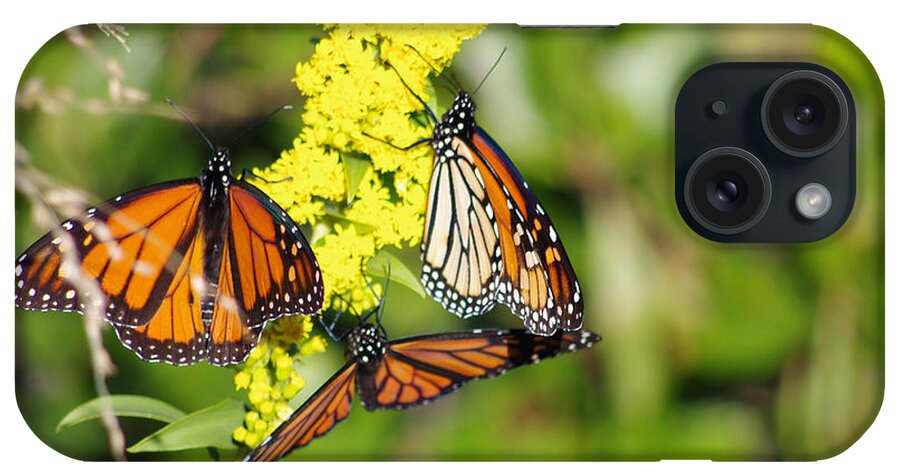 Butterfly iPhone Case featuring the photograph Butterflies Abound by Greg Graham