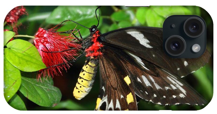 Macro iPhone Case featuring the photograph Butterfly 12 by Bob Slitzan