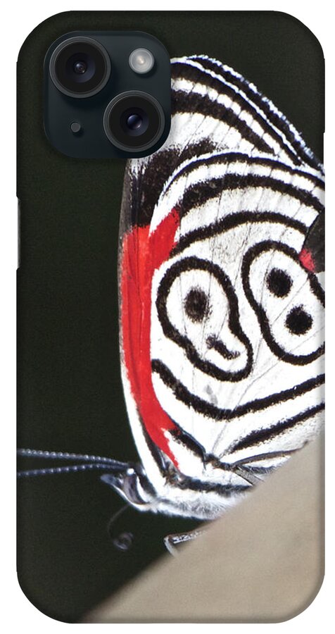 Butterfly iPhone Case featuring the photograph Butterfly Diaethria Euclides Phlogea by Venetia Featherstone-Witty