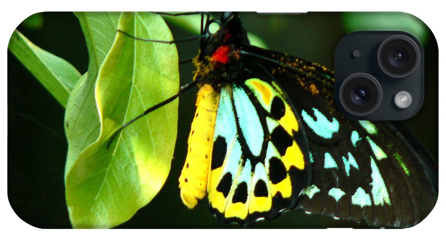 Butterfly iPhone Case featuring the photograph Butterfly on Leaf by Laurel Powell