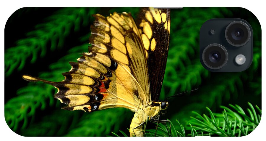 Butterfly iPhone Case featuring the photograph Butterfly on Pine by Mark Valentine