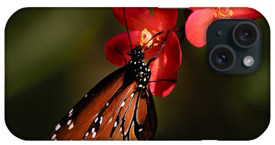 Butterfly iPhone Case featuring the photograph Butterfly on Red Blossom by Penny Lisowski