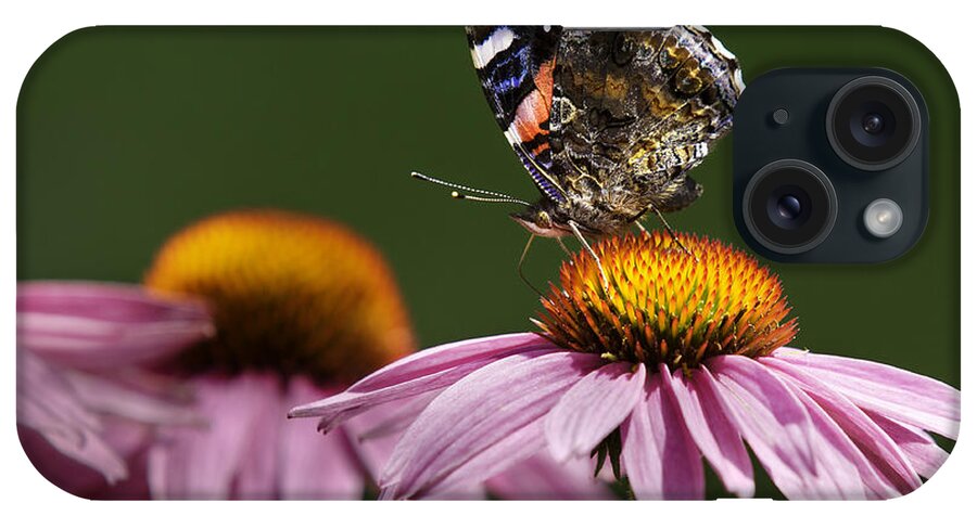 Lepidoptera Nymphalidae iPhone Case featuring the photograph Butterfly Red Admiral on Echinacea by Peter V Quenter