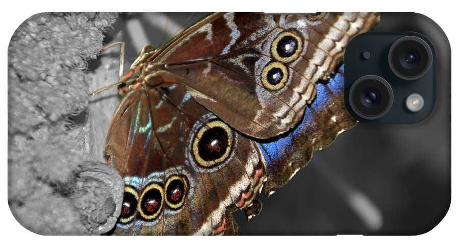 Macro iPhone Case featuring the photograph Butterfly Spot Color 1 by Bob Slitzan