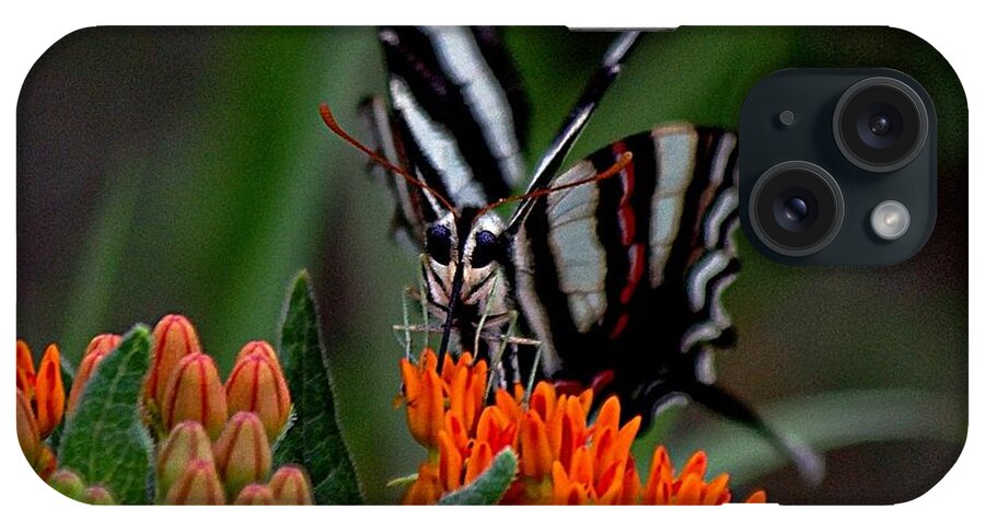 Orange Butterfly Weed iPhone Case featuring the photograph Butterfly Weed by Karen McKenzie McAdoo