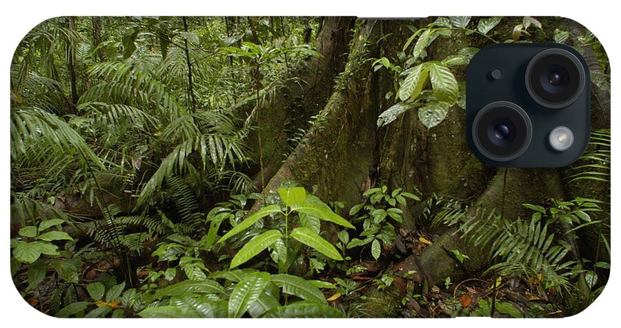 Feb0514 iPhone Case featuring the photograph Buttress Roots In Rainforest Yasuni by Pete Oxford