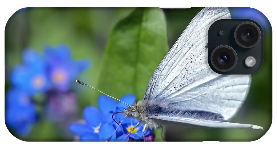 Cabbage White Butterfly iPhone Case featuring the photograph Cabbage White Butterfly on Forget-Me-Not by Sharon Talson
