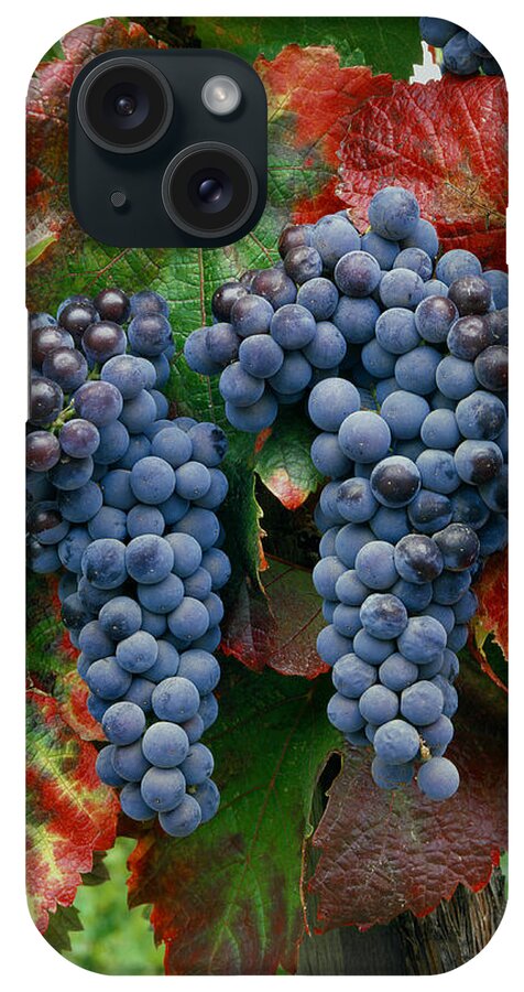 Cabernet Sauvignon Grapes iPhone Case featuring the photograph 5B6374-Cabernet Sauvignon Grapes at Harvest by Ed Cooper Photography