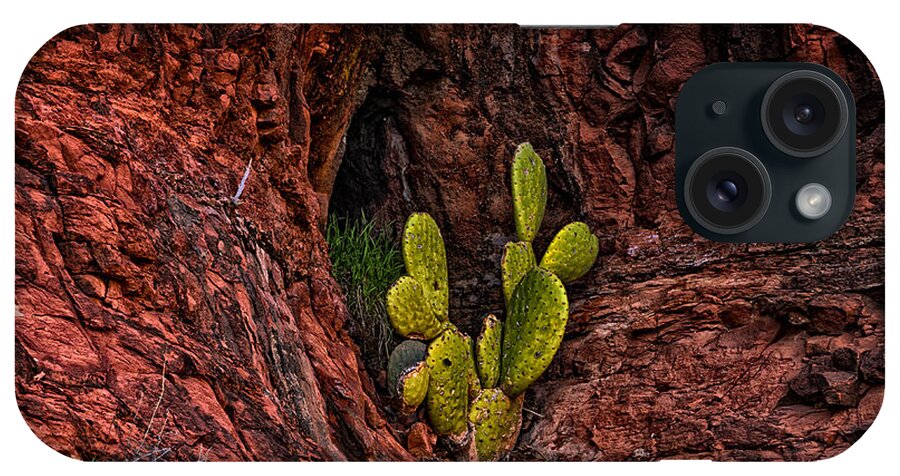 2014 iPhone Case featuring the photograph Cactus Dwelling by Mark Myhaver