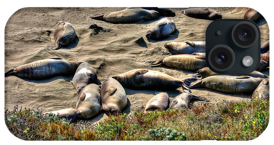 Seals iPhone Case featuring the photograph California Dreaming by Jim Carrell