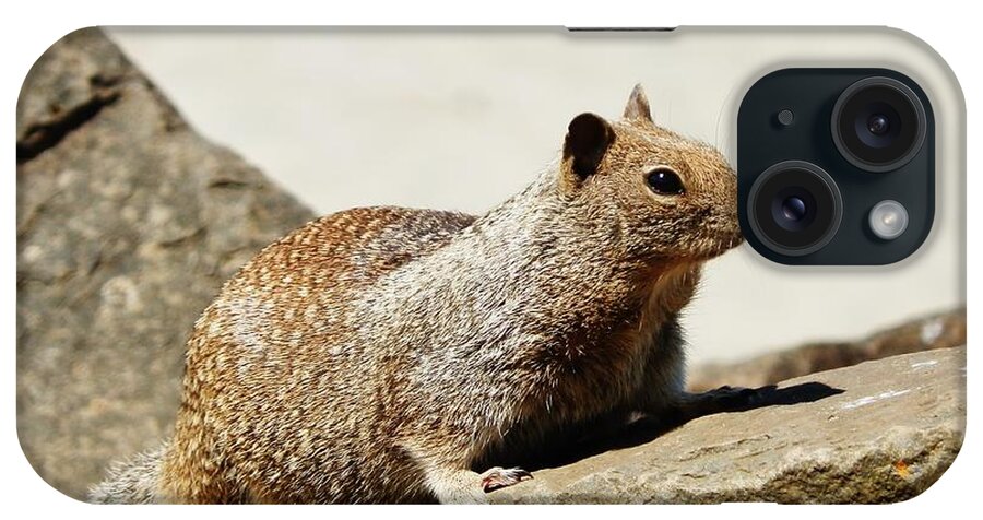 Squirrel iPhone Case featuring the photograph California Ground Squirrel by VLee Watson