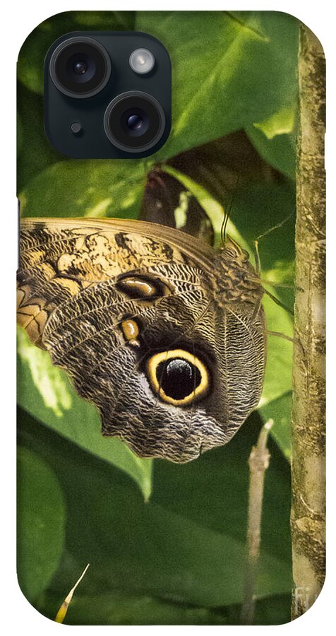Butterfly iPhone Case featuring the photograph Caligo oedipus by Jon Munson II