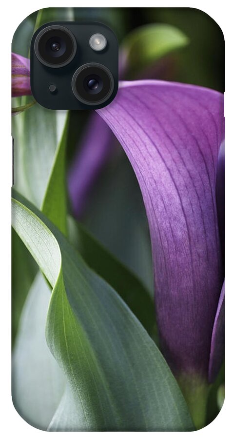 Lily iPhone Case featuring the photograph Calla Lily in Purple Ombre by Rona Black