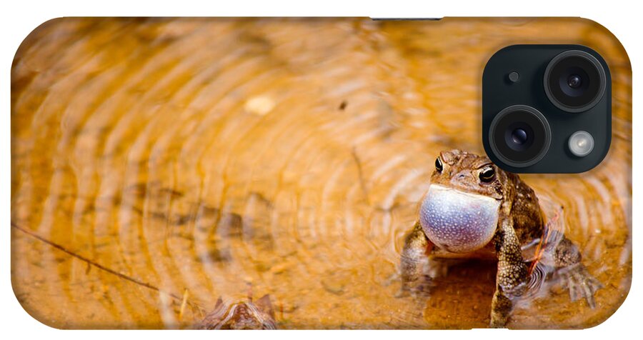 Male Bullfrog iPhone Case featuring the photograph Calling All Frogs by Courtney Webster