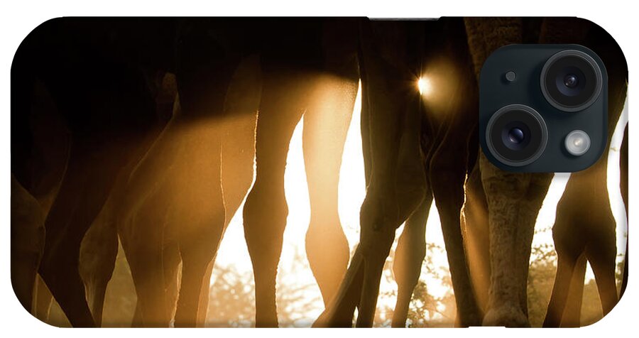 Animal Themes iPhone Case featuring the photograph Camels At Sunrise, Pushkar by © Chaitanya Deshpande