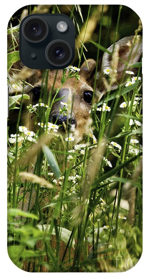 White Tail Deer iPhone Case featuring the photograph Can you see Me by Jan Killian