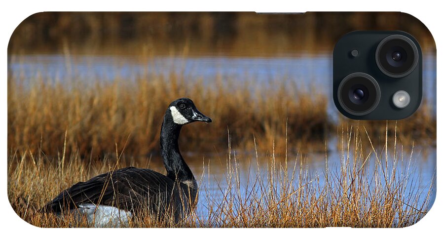 Canada Goose iPhone Case featuring the photograph Canada Goose by Juergen Roth
